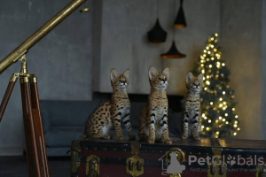 Additional photos: serval , savannah and caracal kittens available for loving homes