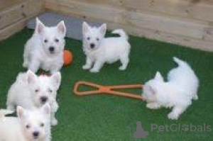 Photo №1. west highland white terrier - for sale in the city of Prague | negotiated | Announcement № 59459