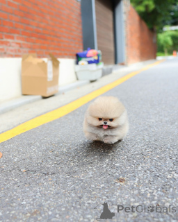 Photo №1. pomeranian - for sale in the city of Groningen | negotiated | Announcement № 176450