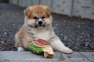 Photo №3. Akita inu puppies. Belarus