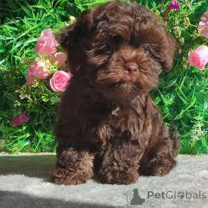 Photo №4. I will sell bolonka in the city of Belgrade. breeder - price - negotiated