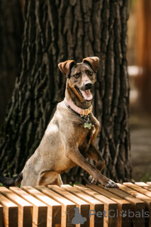 Photo №4. I will sell non-pedigree dogs in the city of Moscow river.  - price - Is free