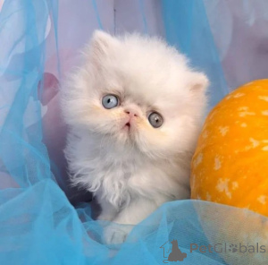 Photo №1. persian cat - for sale in the city of Nördlingen | 361$ | Announcement № 177603