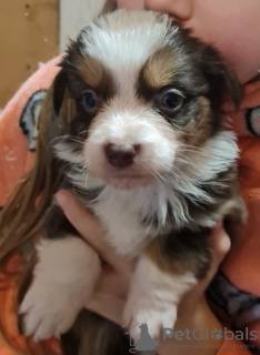 Photo №3. Australian shepherd puppy. Sweden