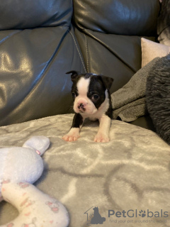 Photo №1. boston terrier - for sale in the city of Essen | 581$ | Announcement № 122783