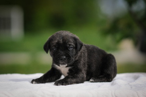 Additional photos: Charming puppies Cane Corso