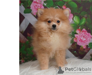 Photo №2 to announcement № 12650 for the sale of german spitz - buy in France 