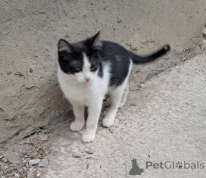 Photo №2 to announcement № 146129 for the sale of  - buy in Russian Federation 