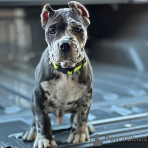 Photo №4. I will sell cane corso in the city of Augsburg. private announcement - price - 723$