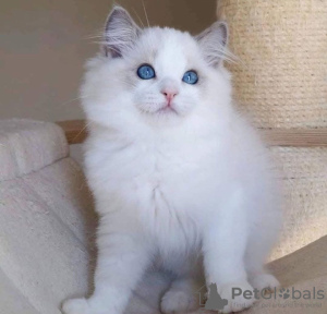 Photo №1. persian cat - for sale in the city of Leicester | Is free | Announcement № 133492