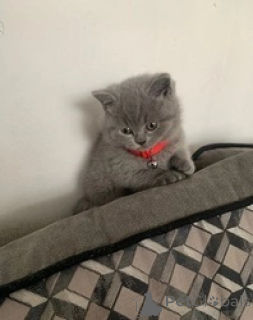 Photo №1. british shorthair - for sale in the city of Antwerp | Is free | Announcement № 165249
