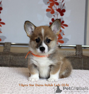 Photo №1. welsh corgi - for sale in the city of Belgorod | negotiated | Announcement № 11151
