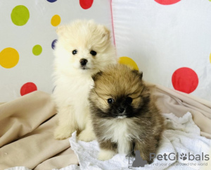 Additional photos: pomeranian