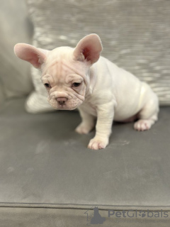 Photo №1. french bulldog - for sale in the city of New York | 400$ | Announcement № 128744