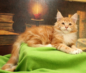 Photo №2 to announcement № 3052 for the sale of maine coon - buy in Russian Federation from nursery, breeder