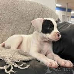Photo №2 to announcement № 165952 for the sale of boxer - buy in Portugal private announcement, breeder
