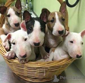 Photo №1. bull terrier - for sale in the city of Orleans | 400$ | Announcement № 129538