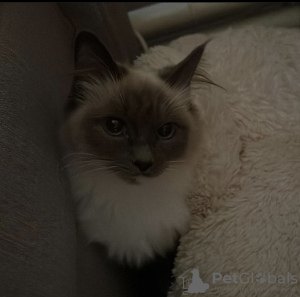 Additional photos: birman