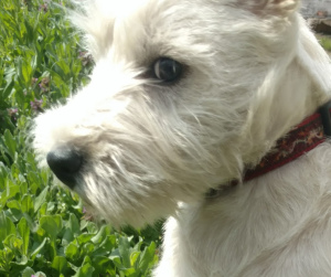 Additional photos: West Highland puppies from an import manufacturer, grandson of the World