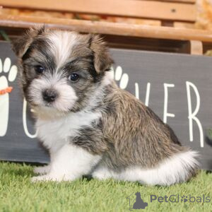 Photo №1. non-pedigree dogs - for sale in the city of Alsdorf | 282$ | Announcement № 151408