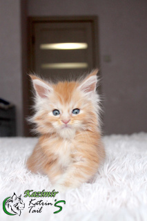 Photo №4. I will sell maine coon in the city of St. Petersburg. from nursery - price - 540$