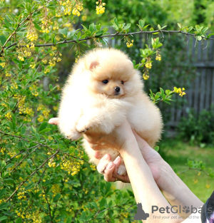 Photo №2 to announcement № 106585 for the sale of pomeranian - buy in Russian Federation from nursery, breeder