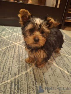 Photo №4. I will sell beaver yorkshire terrier, yorkshire terrier in the city of Riga. private announcement, from nursery, breeder - price - 565$