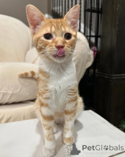 Photo №1. domestic cat - for sale in the city of Munich | 471$ | Announcement № 150614