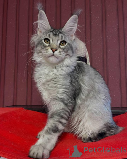 Photo №1. maine coon - for sale in the city of Aston | 2581$ | Announcement № 160520