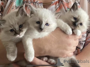 Photo №1. birman - for sale in the city of Andermatt | 361$ | Announcement № 172050