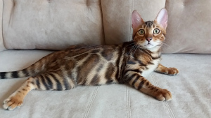 Photo №2 to announcement № 5931 for the sale of bengal cat - buy in Belarus breeder