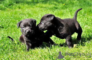 Additional photos: Superb Black Labrador Pups                                                      
