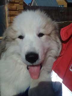 Photo №3. Puppies of the Pyrenean Mountain Dog. Russian Federation