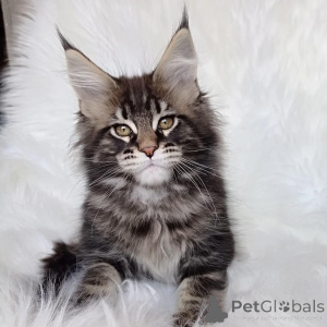 Photo №2 to announcement № 146002 for the sale of maine coon - buy in United Kingdom private announcement