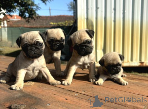 Photo №1. non-pedigree dogs - for sale in the city of Förby | negotiated | Announcement № 162102