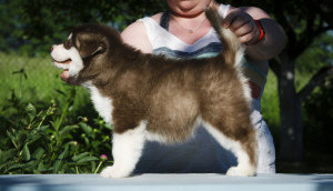 Additional photos: Colored puppies of Alaskan Malamute