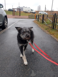 Photo №3. Affectionate brownie dog. Russian Federation