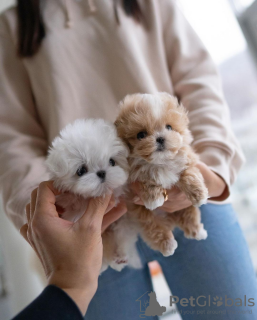 Photo №1. maltese dog, maltipu - for sale in the city of Paris | negotiated | Announcement № 85499