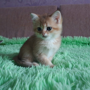 Photo №2 to announcement № 3109 for the sale of british shorthair - buy in Russian Federation from nursery, breeder