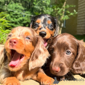 Photo №3. Dachshund puppy for adoption. Ireland