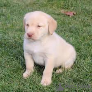 Photo №3. Labrador Retriever Welpen zu verkaufen. United Kingdom