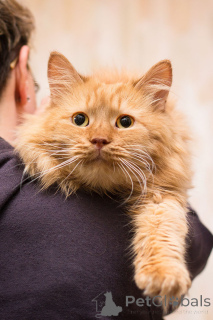 Photo №3. Ryzhik is looking for a home!. Russian Federation