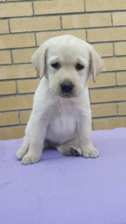 Photo №2 to announcement № 6185 for the sale of labrador retriever - buy in Russian Federation breeder