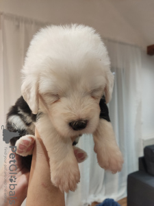 Photo №3. Old English sheepdog - Bobtail puppys for sale. Croatia