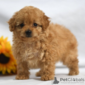 Photo №4. I will sell poodle (dwarf) in the city of New York. private announcement - price - 3100$