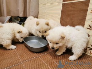 Photo №1. chow chow - for sale in the city of San Antonio | 591$ | Announcement № 12331
