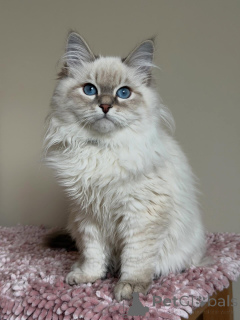 Photo №3. Wunderschönes Sibirisches Kätzchen. Germany