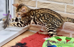Photo №1. bengal cat - for sale in the city of Minsk | 600$ | Announcement № 8970