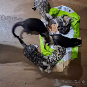 Photo №1. bengal cat - for sale in the city of Herzogtum Lauenburg | 392$ | Announcement № 167267