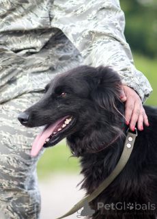 Photo №4. I will sell groenendael dog in the city of Khimki. private announcement - price - Is free